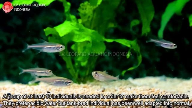 Hemigrammus erythrozonus. The POPULAR Glow Light Tetra. (Leopard Aquatic C005B) смотреть онлайн