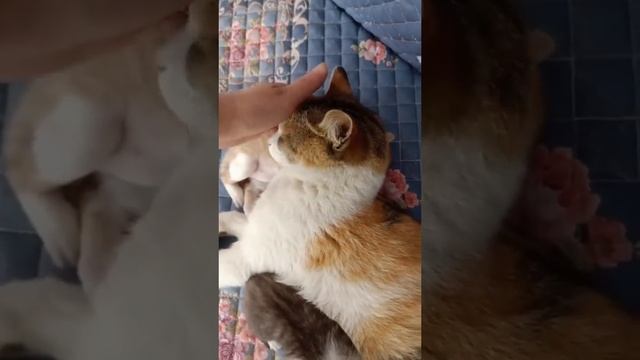 Безответственность среди кошек))) смотреть онлайн