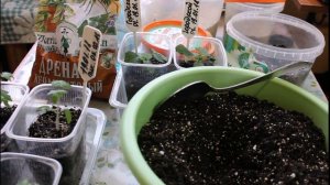 Перевалка огурца в горшок большего размера (что делаем дальше)