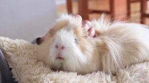 Уход за морской свинкой