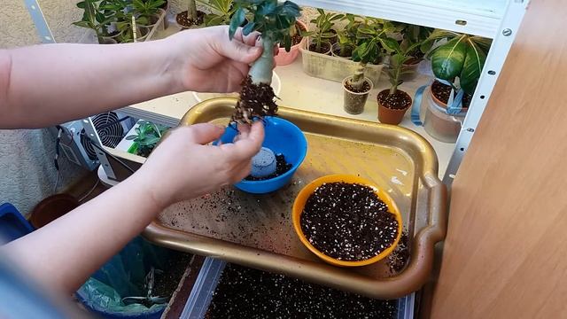 11. Адениумы. Обрезка центрального корня. Что дальше? смотреть онлайн