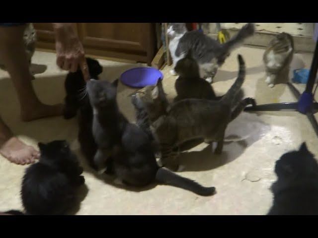 Смешные Имена для 15 КОШЕК девочек в доме ! коты и кошки видео 2018 про животных смотреть онлайн