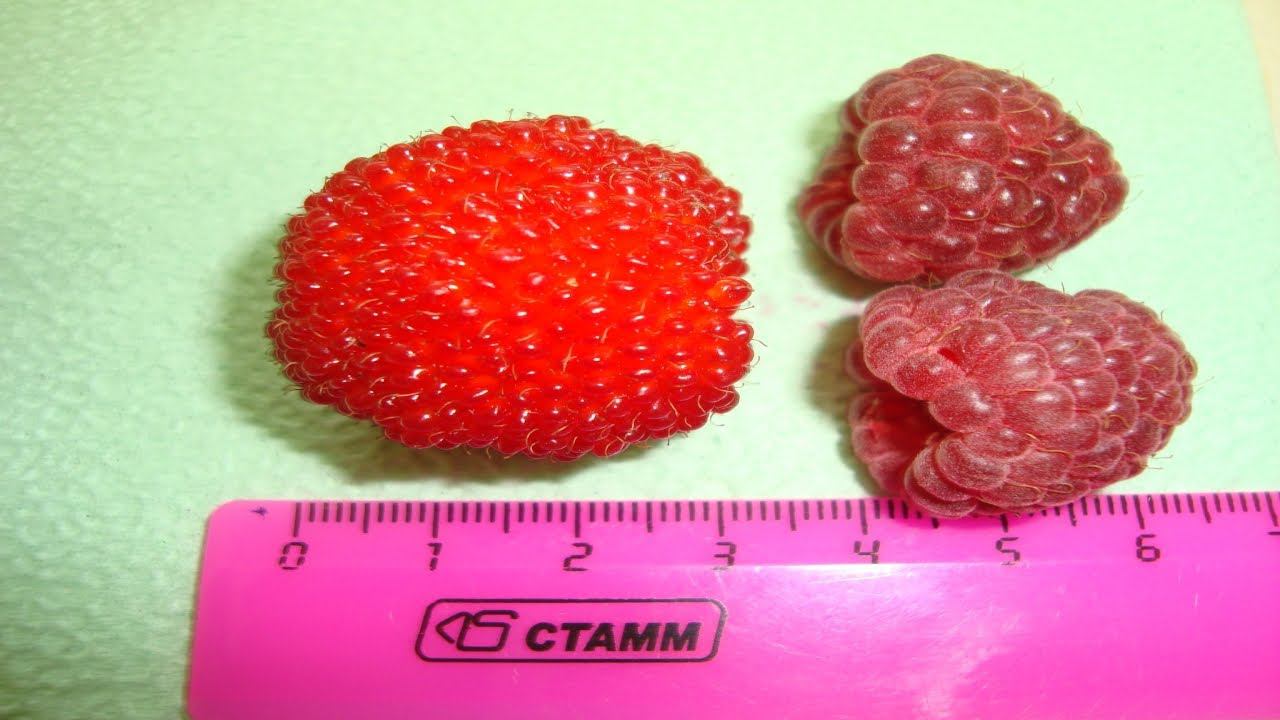 АХ ВОТ ТЫ КАКАЯ РОЗОЛИСТНАЯ МАЛИНА МЯО МЯО ТИБЕТСКАЯ МАЛИНА смотреть онлайн