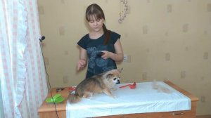 Как самостоятельно подстричь Чихуахуа | 6 фактов о собаках
