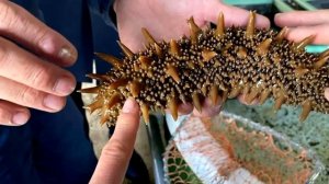 Полезные свойства трепанга. Трепанг противопоказан людям, страдающим ..