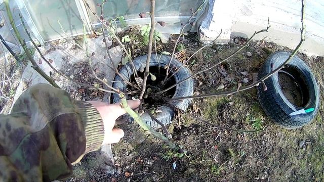 ИНЖИР - УКРЫТИЕ на ЗИМУ смотреть онлайн