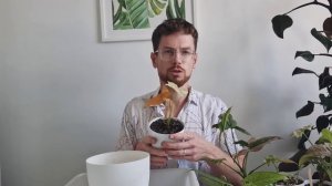 Сингониумы. Формирую красивую посадку разных сортов.