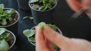 Виола ампельная  | Виола