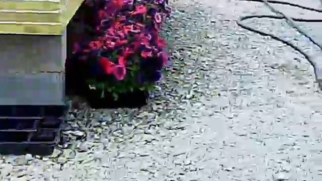 Greenhouse in Westminster, MD - - NO SOUND смотреть онлайн