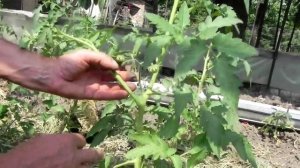 Пасынкование помидор. Как правильно пасынковать помидоры?