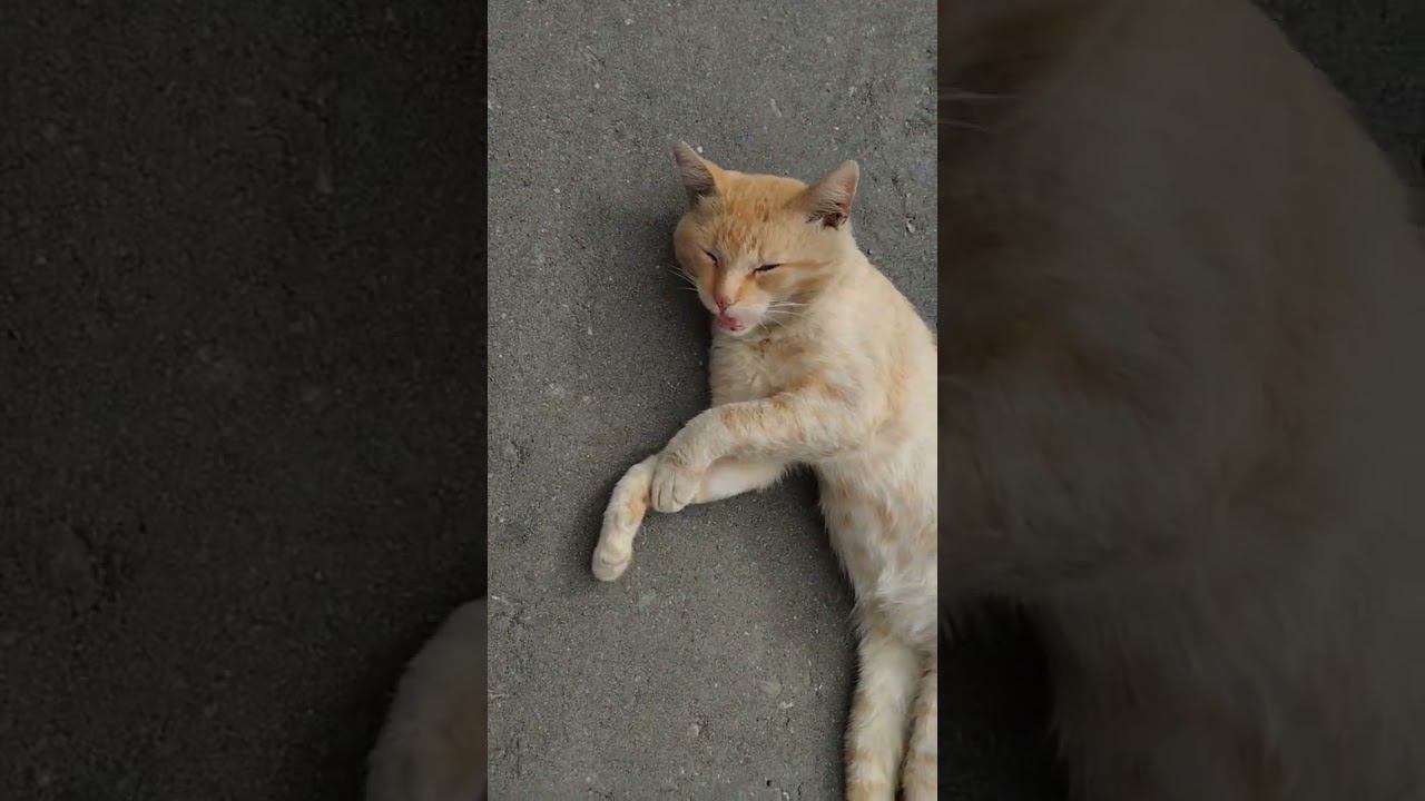 Стоянка машин у офиса! Занята местным жителем! #купить #дача #электрогорск #юмор #московскаяобласть смотреть онлайн