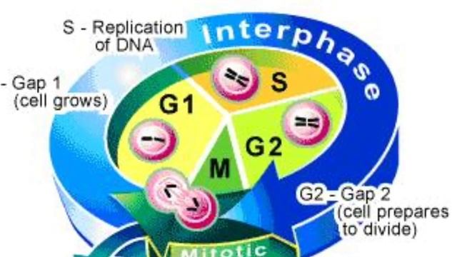 Interphase Stages смотреть онлайн