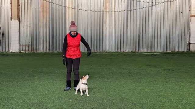 Как научить собаку командам Дрессировка собаки Танцы с собакой. Гувер. Элементы № 1. 13.03.2023 г. смотреть онлайн