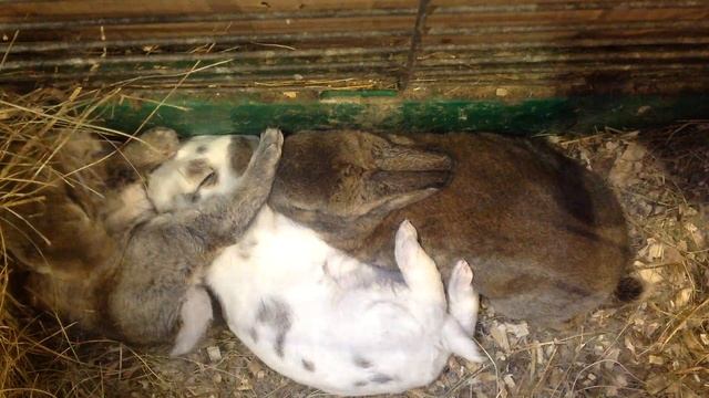 Крольчата в аэропорту Кольцово Екатеринбурга смотреть онлайн