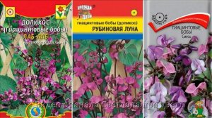 Гиацинтовые бобы или Долихос Красивейшая однолетняя лиана