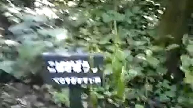 Hosta sieboldii смотреть онлайн