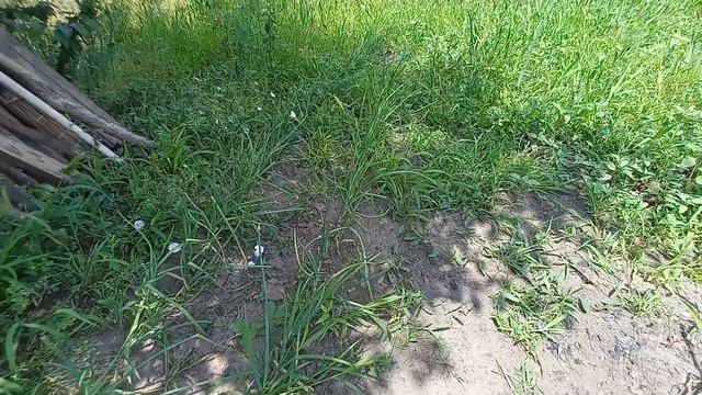 Покрасила пол/ Что выросло на огороде? влог 160 смотреть онлайн