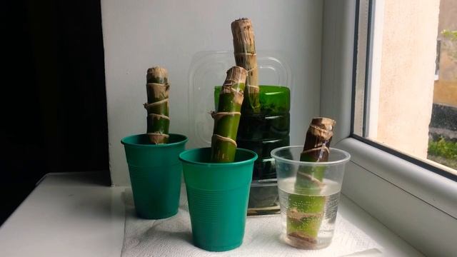 Драцена душистая. Черенки драцены.