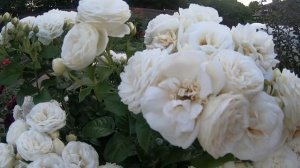 Розы группы шраб. Artemis (Артемис)