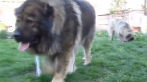 Top 5 dogs vs Wolf. Топ 5 пород собак против волков