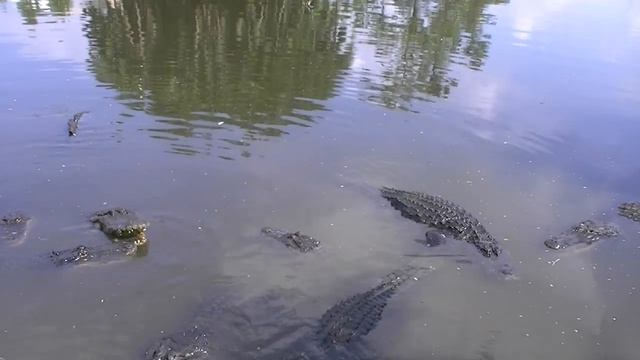 Large American Alligators (Alligator Mississippiensis)