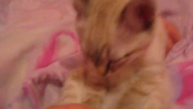 как уложить котенка спать смотреть онлайн