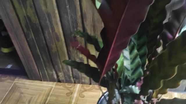 Review Tanaman Hias Calathea Kris. #tanamanhias