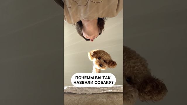 Всё просто #dog #poodle #пуделькапуч смотреть онлайн