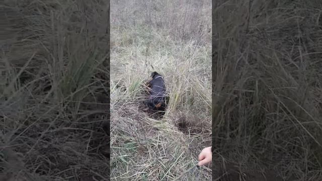 Такса на охоте смотреть онлайн
