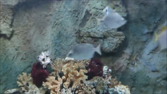 Yellowtail Sea Fish смотреть онлайн