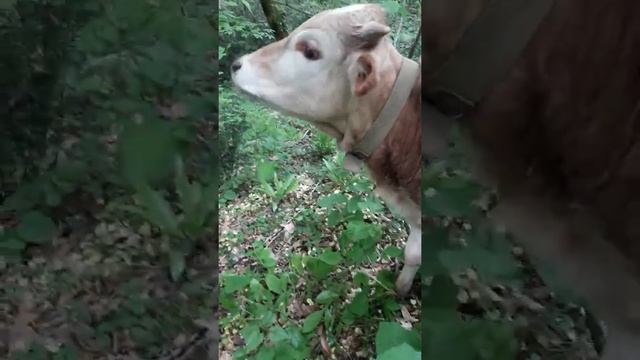 Мини зебу, г.Сочи.1,5 года. Продажа смотреть онлайн