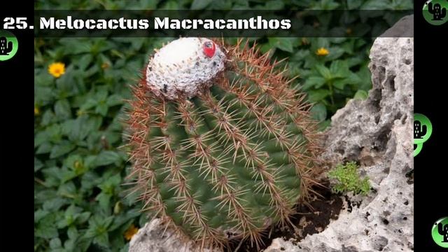 50 Tipos De Cactus Melocactus смотреть онлайн