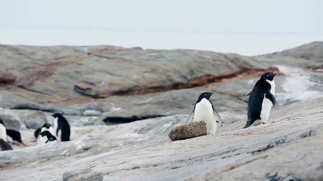 Моногамные Птицы ТОП-5 Однолюбов Мало Кто Знает смотреть онлайн