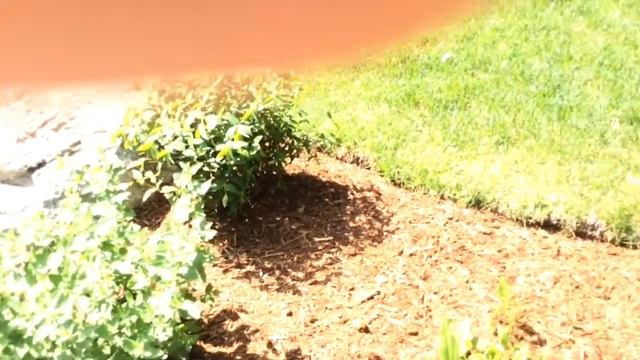 Landscape Networker | Front and rear yard landscaping tips and ideas-shade and deer resistant plant смотреть онлайн