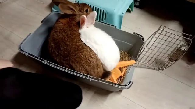 ОТ КУДА У НАС КРОЛИКИ? смотреть онлайн