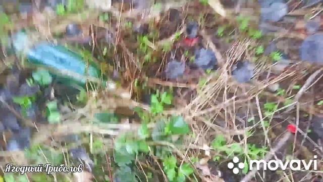 ?СЕЗОН СМОРЧКОВОЙ ШАПОЧКИ ОТКРЫТ?06.04.2023 г. Курская область❗ смотреть онлайн