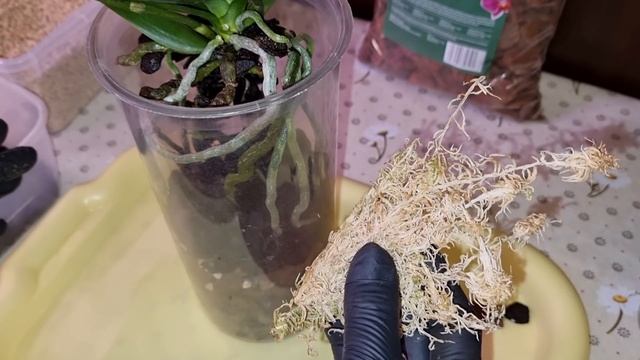 ПОСАДКА Орхидеи в ЗАКРЫТУЮ СИСТЕМУ | Мультифлора, Подарок, Инкогнито от 8.02.21 смотреть онлайн