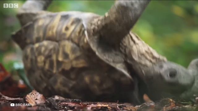 Фермер Не Поверил Своим Глазам, Когда Обнаружил Это Под Курицей смотреть онлайн