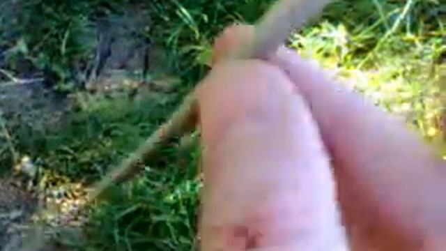 Живой хвост ящерицы. The live tail of a lizard. смотреть онлайн