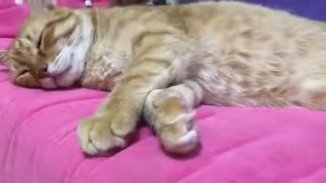 Есть два вида котов, смешные и забавные коты