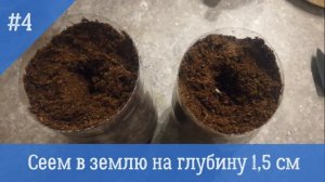 РАССАДА АРБУЗА. Как просто вырастить рассаду из семян за 3 дня. Как вырастить арбуз?