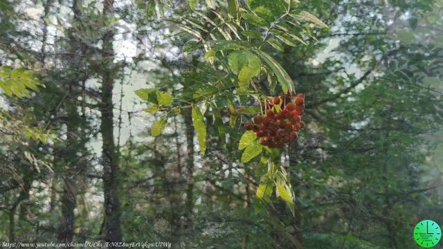 Пение птиц в лесу вернет душевное спокойствие и чувство радости/Звуки природы/Sounds of nature/Rela смотреть онлайн