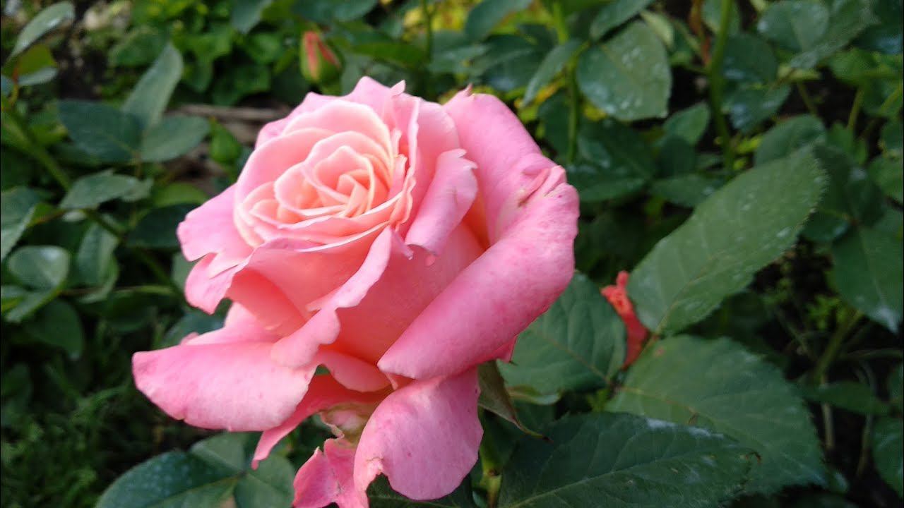 Чайногибридные розы в конце июля. смотреть онлайн