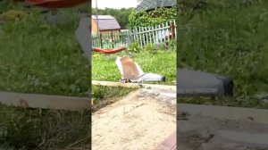 Крыльцо на даче своими руками. Быстро, красиво и дешево.