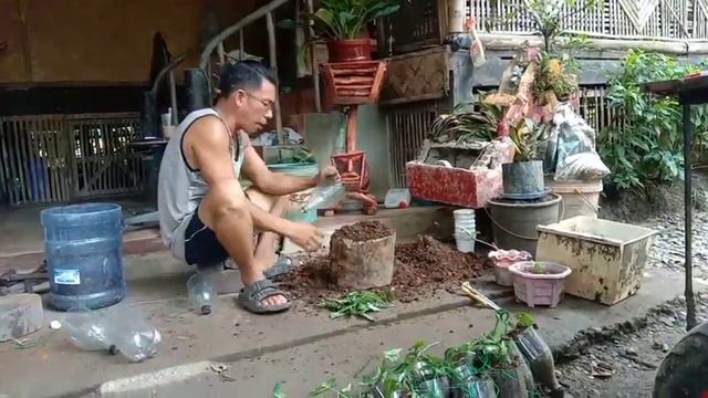 mix sa lupa para mataba para sa caladium plant смотреть онлайн