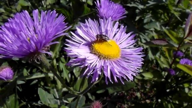 Samsung EX1, тест видеорежима / Samsung EX1 video test смотреть онлайн