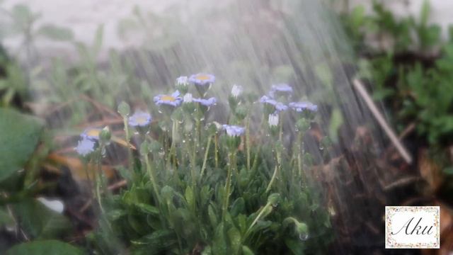 How To | Honey/Syrup Roasted Almond Nuts | Plant Petunia From Seeds | Summer Aku