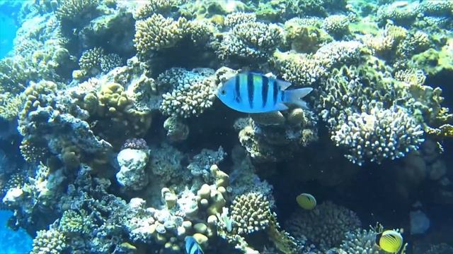 ОБЗОР ОТЕЛЯ JOLIE VILLE GOLF & RESORT 5* ЕГИПЕТ , ШАРМ ЭЛЬ ШЕЙХ смотреть онлайн