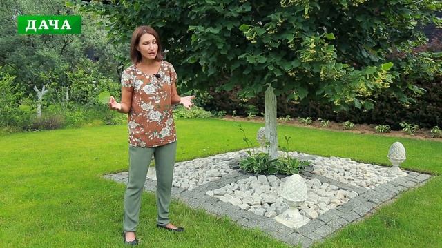 ЛИПА - посадка, уход, размножение, использование в ландшафте//сбор и заготовка липового цвета смотреть онлайн