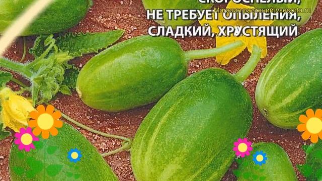 Огурец обыкновенный Чупа-Щупс. Краткий обзор, описание характеристик Cucumis Sativus Chupa-Chups